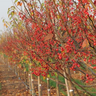 速生北美海棠也可以開紅花結(jié)紅果樹形好坐果久