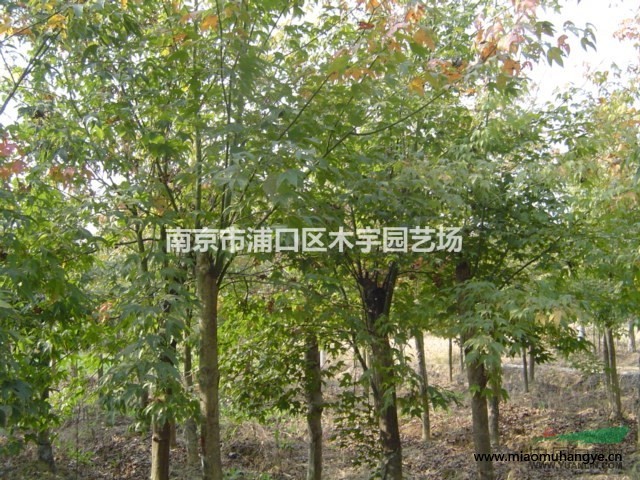 紅葉石楠 報(bào)價(jià) 小苗 南京 造型樹(shù) 江蘇