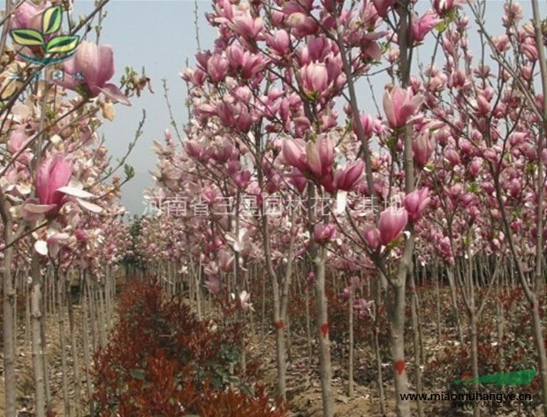 河南金葉女貞種植基地,金葉女貞苗圃直供,金葉女貞價格優(yōu)惠