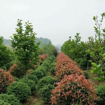 工程色塊苗：紅繼木，紅葉石楠，金葉女貞，杜鵑，月季，金邊黃楊