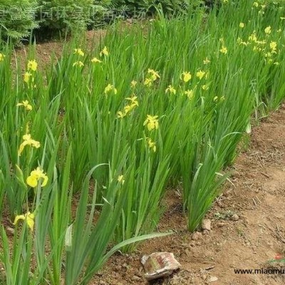 河北天目瓊花 叢生天目瓊花基地 大棵天目瓊花