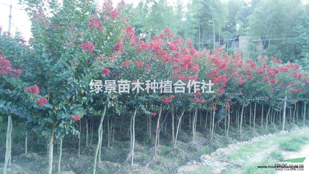 紅梅（骨里紅）