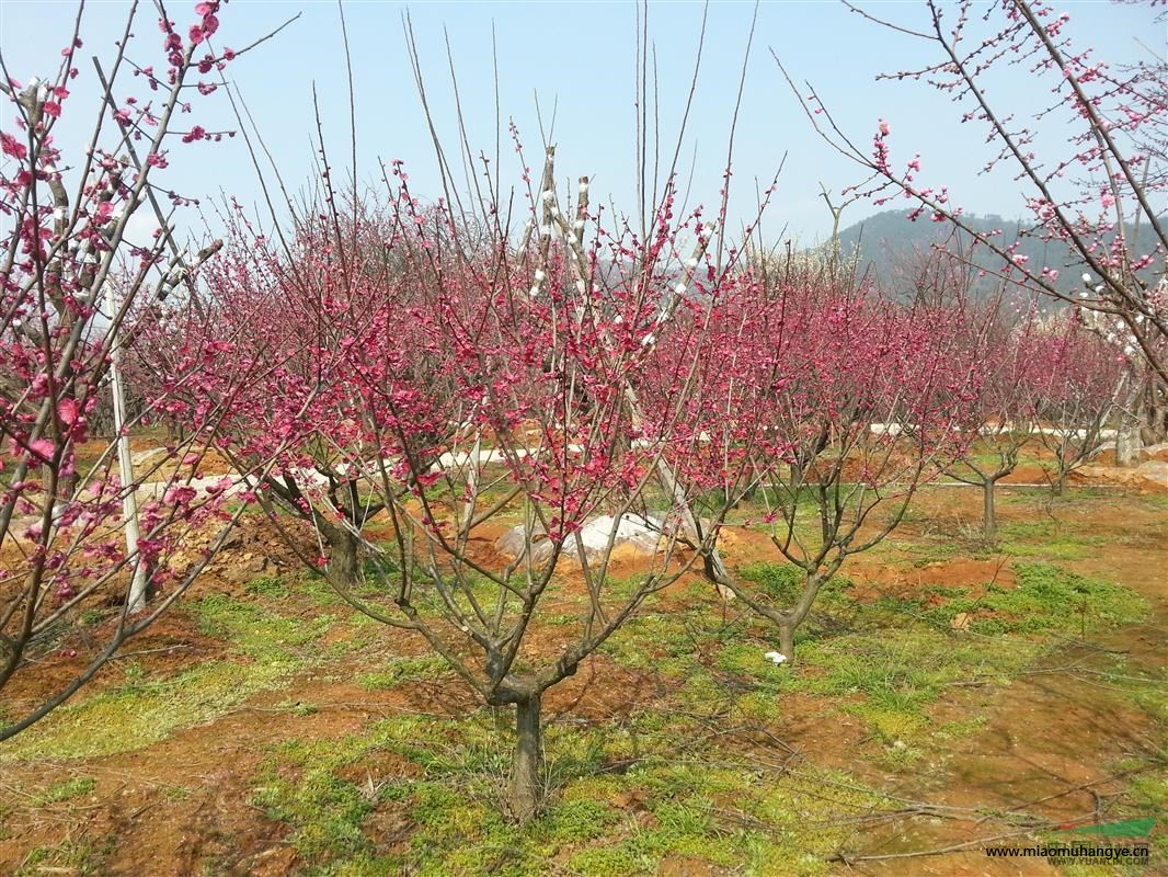 長興紅梅基地：供應(yīng)原生,嫁接紅梅,紅梅古樁，（3-30公分）