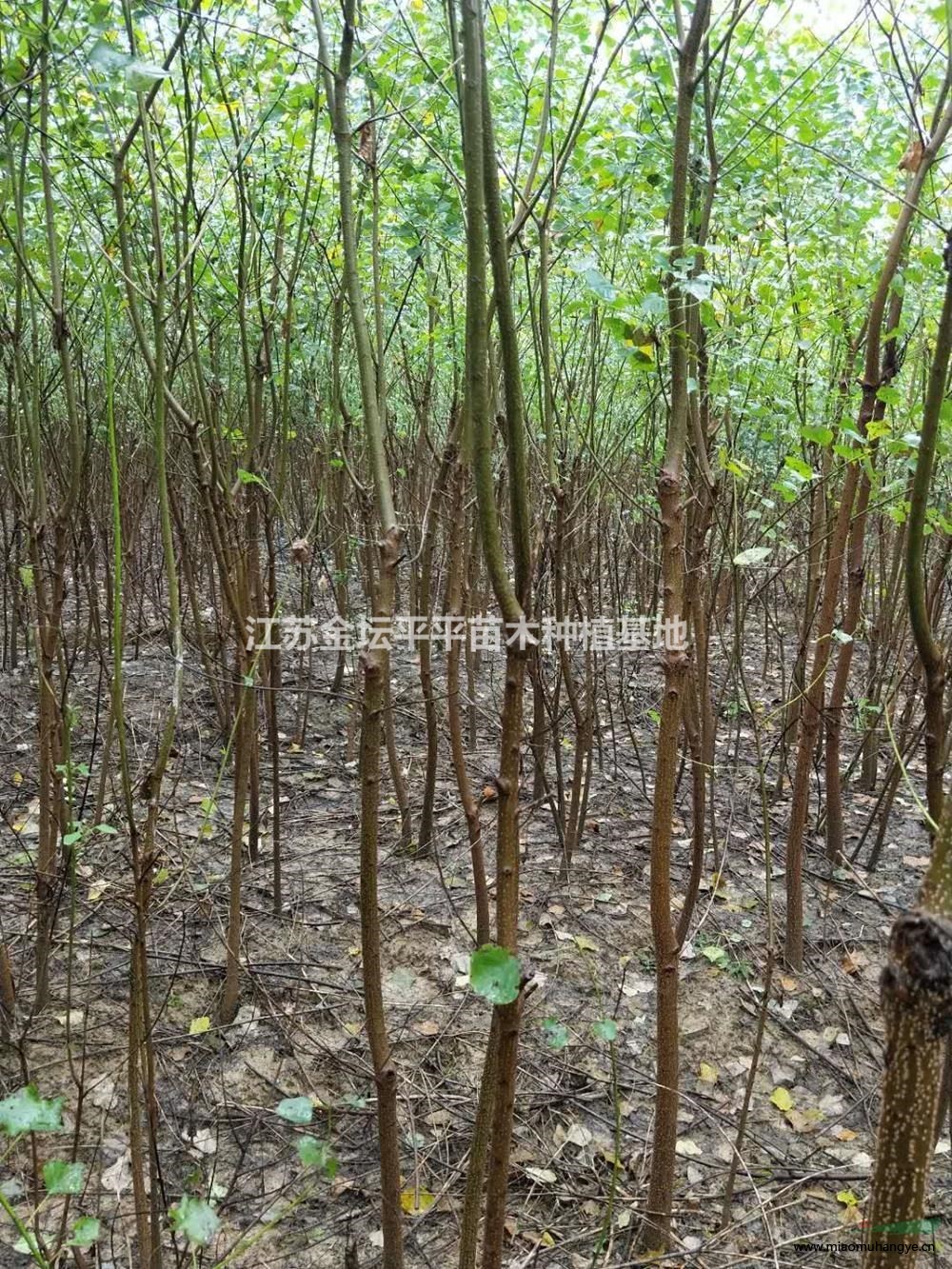 江蘇劍麻 江蘇絲蘭鳳尾絲蘭，劍麻哪里買(mǎi)，劍麻哪里便宜