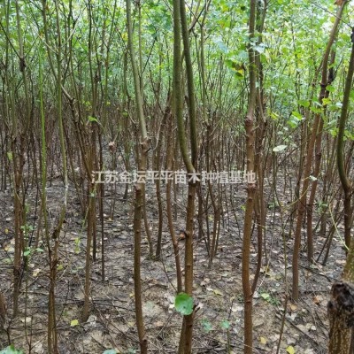 江蘇劍麻 江蘇絲蘭鳳尾絲蘭，劍麻哪里買，劍麻哪里便宜