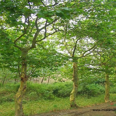 白皮松報(bào)價(jià),馬尾松報(bào)價(jià),繡球松報(bào)價(jià),柏樹(shù)報(bào)價(jià),灑金柏報(bào)價(jià)表