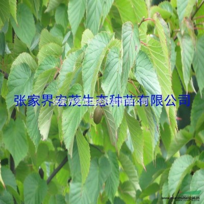 湖南張家界供應小葉蚊母種籽   質(zhì)量保證   品種純正