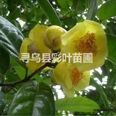 三角梅桑巴比芭香港麗人齋節(jié)狂歡紅九月畫報