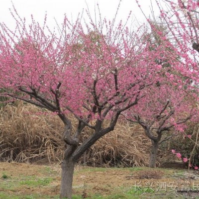 紅梅（骨里紅、美人梅、綠梅）