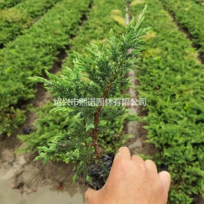 浙江地區(qū)供應迎春小毛球