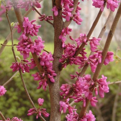 八月桂花、八月金桂、丹桂、四季桂花、紫荊、紫薇、枇杷價(jià)格表