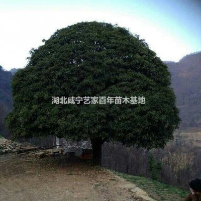 湖北咸寧藝家百年苗木基地常年各種綠化苗木，欒樹，八月桂，金桂