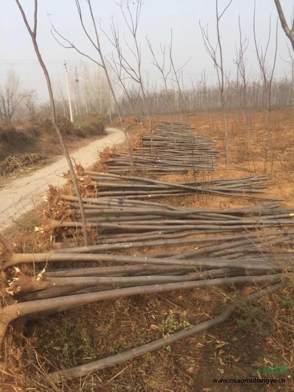 河南潢川小葉黃楊基地