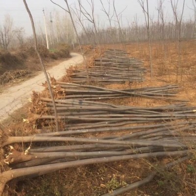 河南潢川小葉黃楊基地