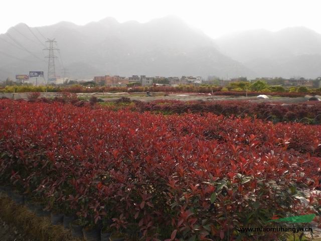 八月桂花，紅葉繼木，小葉蓉等