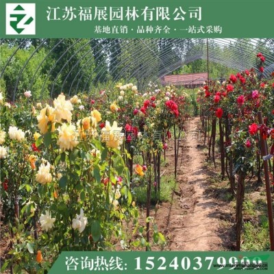 小葉黃楊3*新價格/小葉黃楊3報價