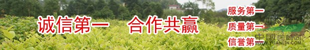 小葉黃楊直供大量供應(yīng)小葉黃楊價格低質(zhì)量優(yōu)