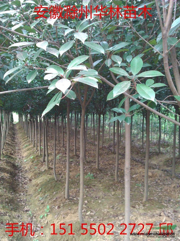 桂花  八月桂 金桂 小區(qū)庭院綠化桂花 占地補(bǔ)償用桂花苗