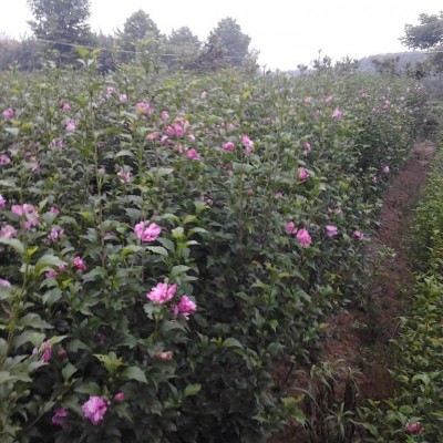 桂花小苗價格，八月桂花種苗價格,潢川金桂價格,南天竹床苗價格