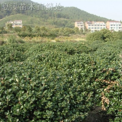 桂花 八月桂 金球桂 狀元紅桂花 桂花價格