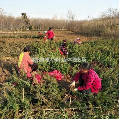 出售紫丁香，紫丁香樹苗價格，叢生紫丁香價格，規(guī)格*