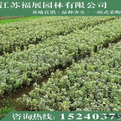 紫茉莉別稱胭脂花、粉豆花、狀元花、丁香葉、苦丁 紫茉莉價格