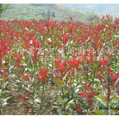 大量售：紅瑞木，扶芳藤，小葉女貞，棣棠，薔薇，火棘，迎春