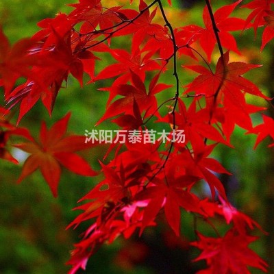 豐花月季價(jià)格、豐花月季供應(yīng)、豐花月季批發(fā)