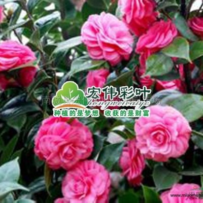 江西紫薇 矮紫薇 復(fù)花矮紫薇 日本紫薇 撫州南城縣