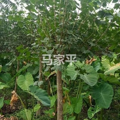 急售丁香樹(shù)400左右