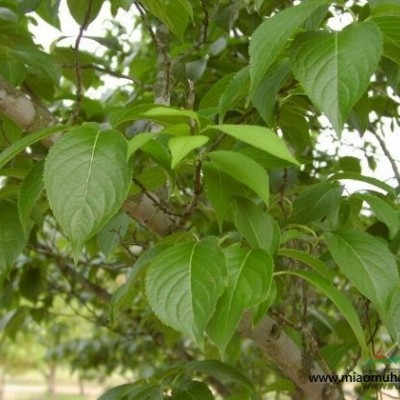 江蘇南京梔子花供應(yīng) 江蘇梔子花價格 出售江蘇梔子花