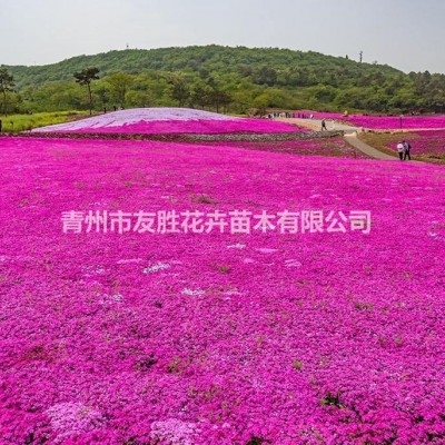 各種規(guī)格山東青州棣棠基地量大質(zhì)優(yōu)