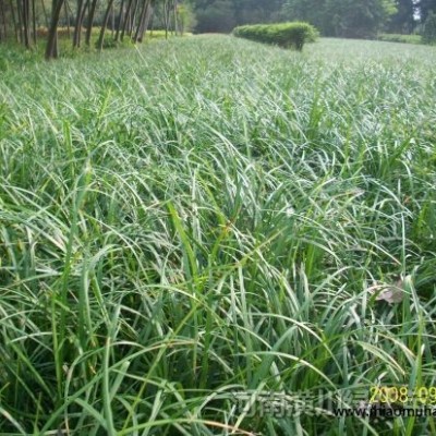 法國(guó)冬青，紅花繼木，十大功勞，劍麻，錦帶，豐花月季，大梔子花