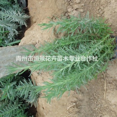 八仙花自產自銷  八仙花種植基地  八仙花批發(fā)價格