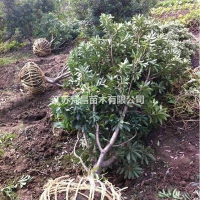 2019年江蘇茶梅球 江蘇茶梅球基地 茶梅球價(jià)格新報(bào)價(jià)