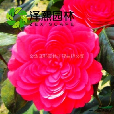 澤熙中葉梔子花 綠化工程幼樹苗 金華優(yōu)秀供應(yīng)商 批發(fā)