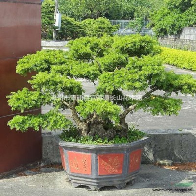 大小規(guī)格日本茶梅基地