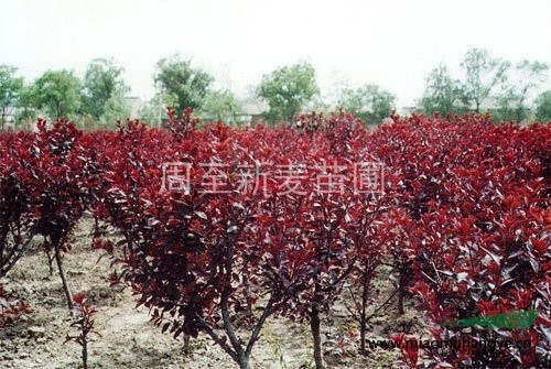 陜西紅葉小檗營(yíng)養(yǎng)缽、大田專(zhuān)業(yè)種植供應(yīng)，西北苗木銷(xiāo)售