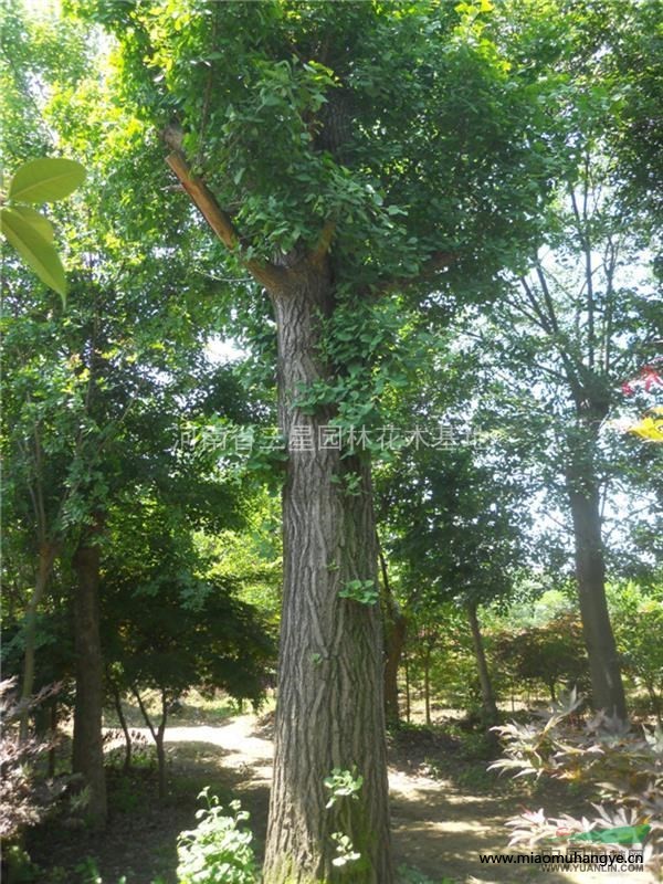 紅葉小檗,河南紅葉小檗種植基地,紅葉小檗價格優(yōu)惠