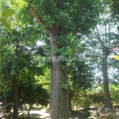 紅葉小檗,河南紅葉小檗種植基地,紅葉小檗價格優(yōu)惠