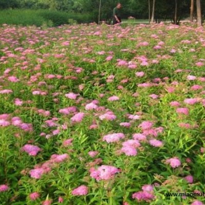 江蘇紅葉小檗毛球大量批發(fā) 這是自家基地的紅葉小檗基地