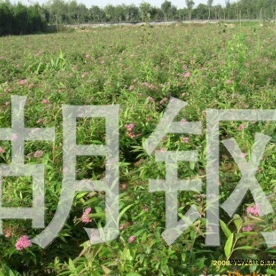 金焰繡線(xiàn)菊1*新價(jià)格/金焰繡線(xiàn)菊1報(bào)價(jià)