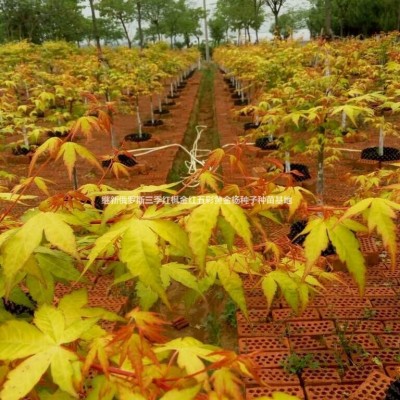 錦帶花金葉錦帶苗紅葉錦帶苗紅王金葉錦帶苗金葉錦帶種子供銷