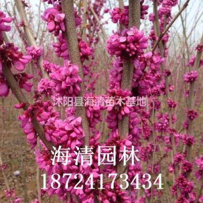 淮安結(jié)香花批發(fā)價(jià)格60公分結(jié)香花多少錢一棵