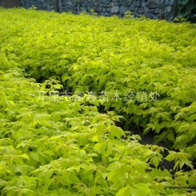 供應(yīng)開原金焰繡線菊苗 遼寧金焰繡線菊基地 東北金焰繡線菊