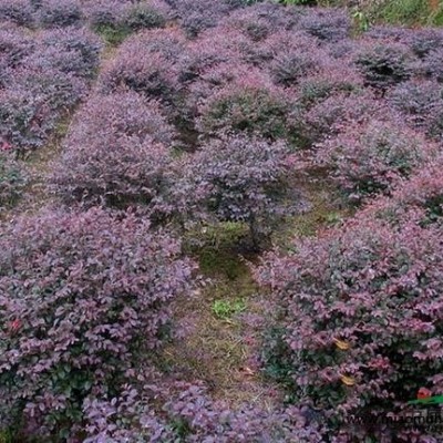 金葉小波 紅葉小檗 金葉小檗法國(guó)冬青 紅花繼木