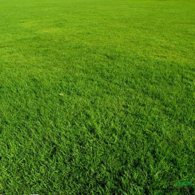 公園景觀(guān)點(diǎn)綴綠化苗木 白馬球 歐洲繡球 木本繡球