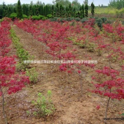 月季紅玫瑰花基地供月季紅玫瑰花種子月季紅玫瑰花種苗供銷