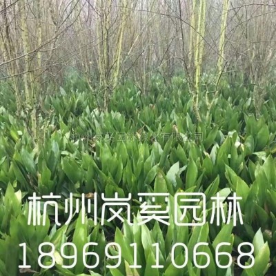 浙江地區(qū)低價供應(yīng)木芙蓉