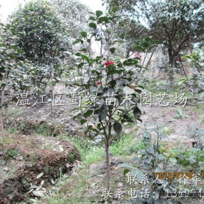 金邊六月雪小苗，成都金邊六月雪小苗供應，四川金邊六月雪批發(fā)